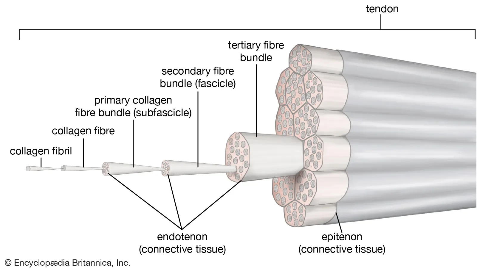 diagram demonstrating the levels of organization of collagen fibers that make up a tendon